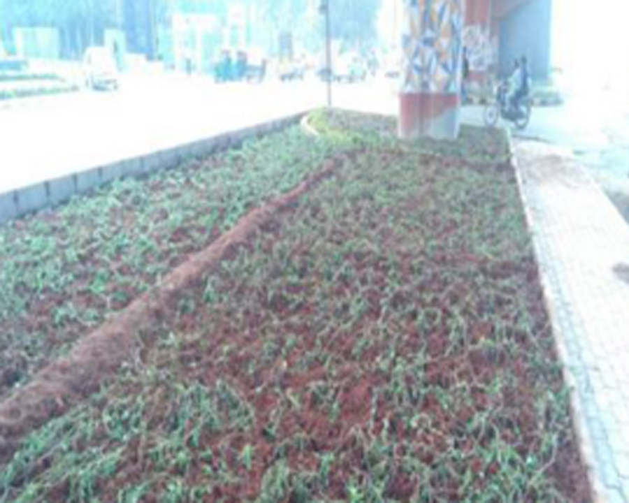 Sky Walk Initiative